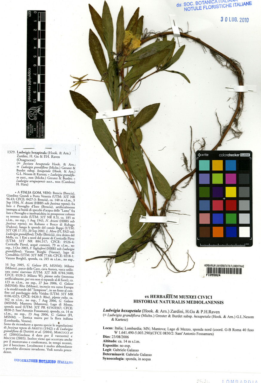 Ludwigia hexapetala - campione, Erbario Centrale Italiano - Herbarium Centrale Italicum, FI (23/08/2006)