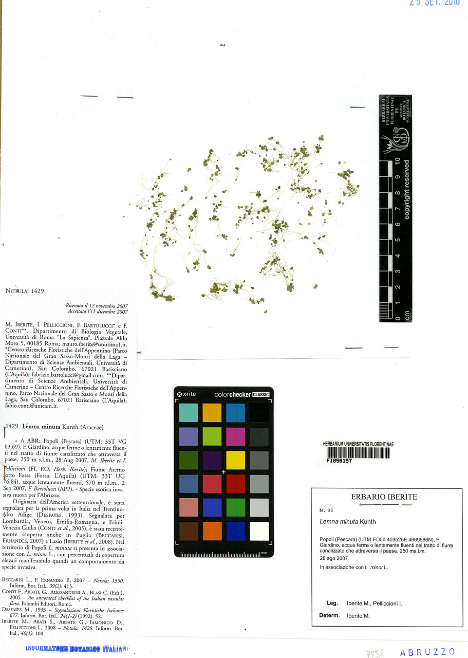 Lemna minuta - campione, Erbario Centrale Italiano - Herbarium Centrale Italicum, FI (28/08/2007)