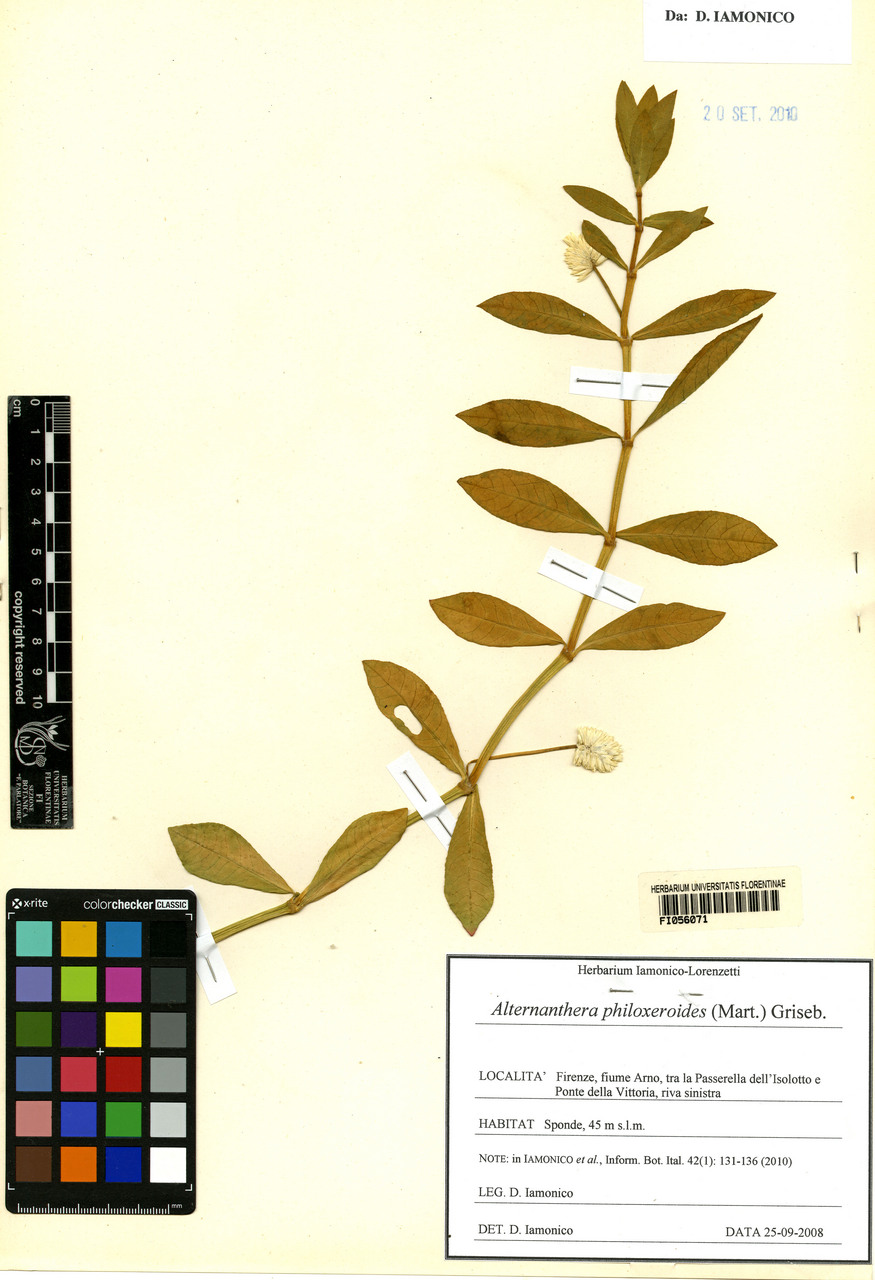 Alternanthera philoxeroides - campione, Erbario Centrale Italiano - Herbarium Centrale Italicum, FI (25/09/2008)