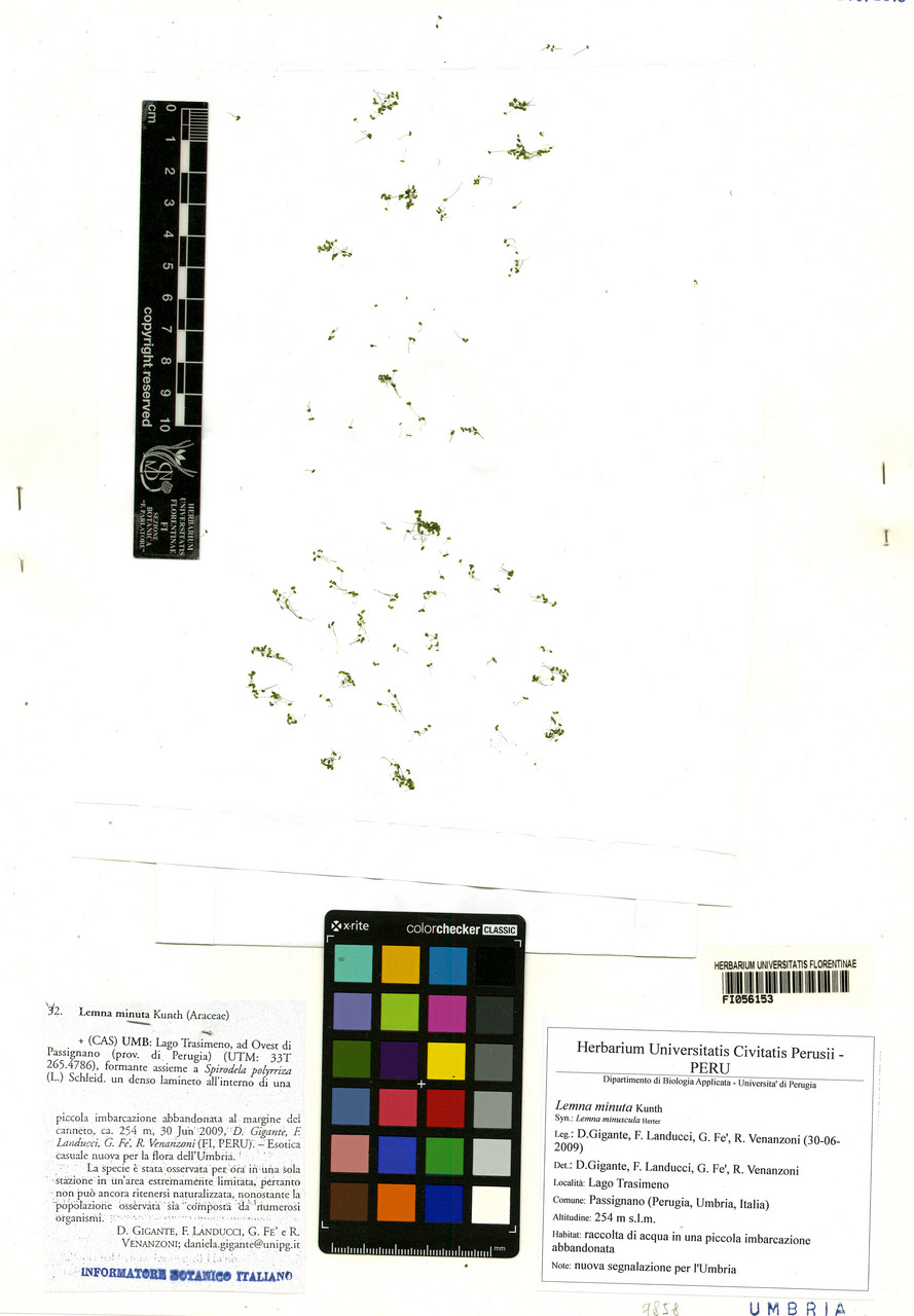 Lemna minuta - campione, Erbario Centrale Italiano - Herbarium Centrale Italicum, FI (30/06/2009)