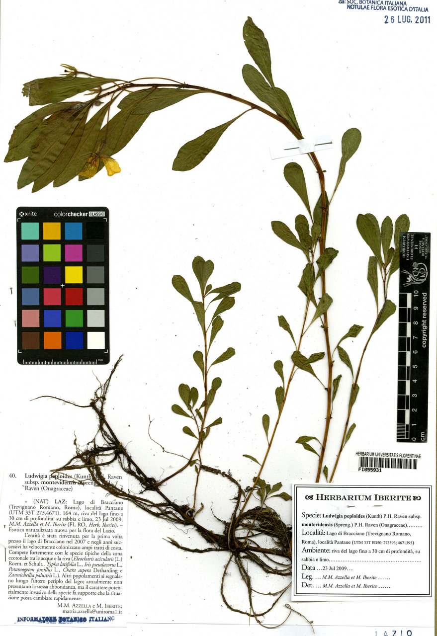 Ludwigia peploides montevidensis - campione, Erbario Centrale Italiano - Herbarium Centrale Italicum, FI (23/07/2009)