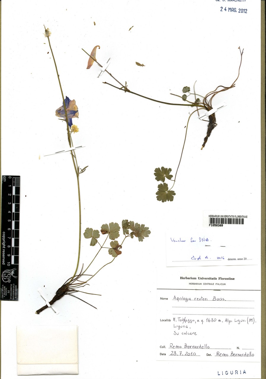 Aquilegia reuteri - campione, Erbario Centrale Italiano - Herbarium Centrale Italicum, FI (28/07/2010)