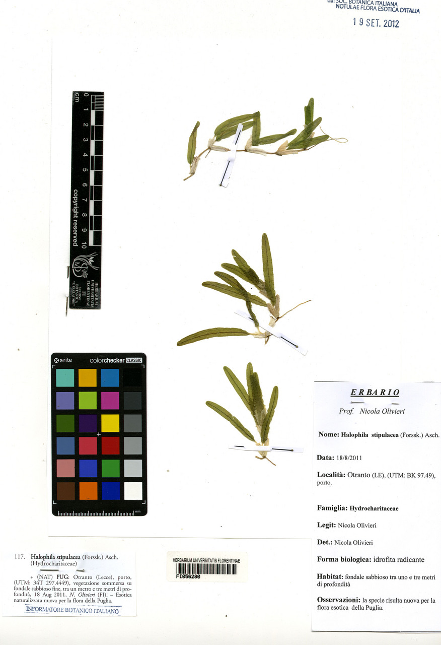 Halophila stipulacea - campione, Erbario Centrale Italiano - Herbarium Centrale Italicum, FI (18/08/2011)