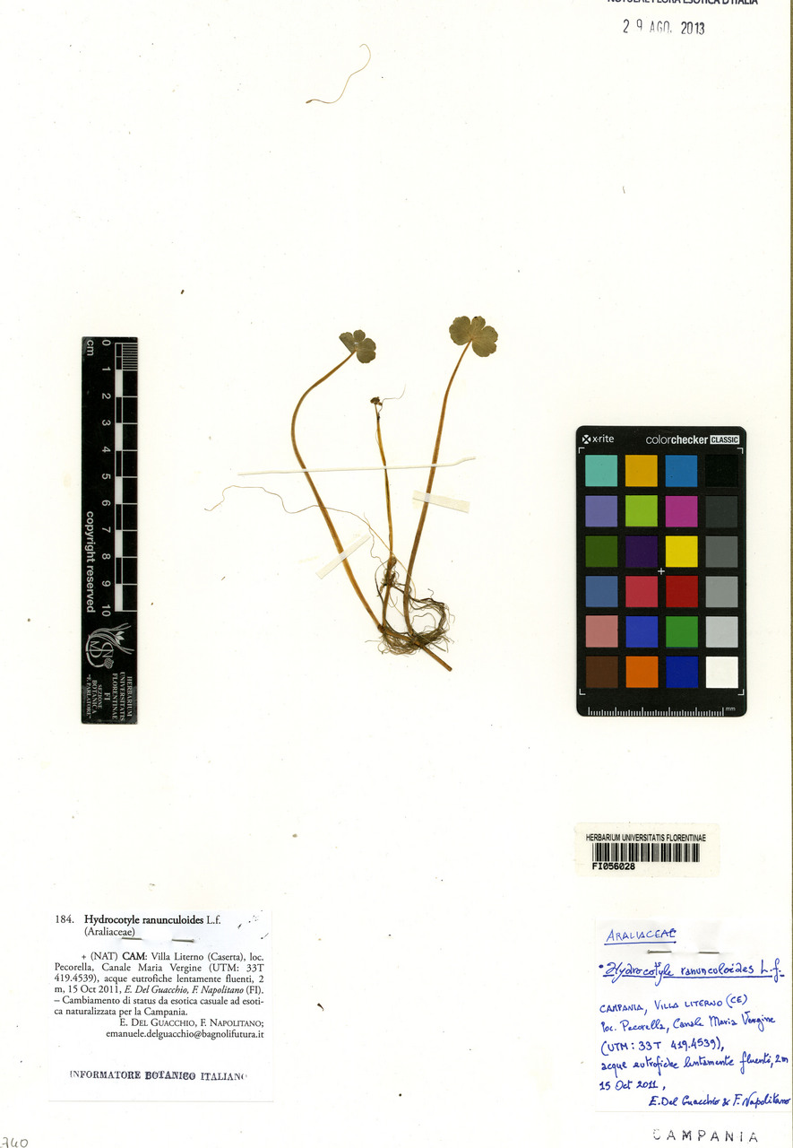 Hydrocotyle ranunculoides - campione, Erbario Centrale Italiano - Herbarium Centrale Italicum, FI (15/10/2011)