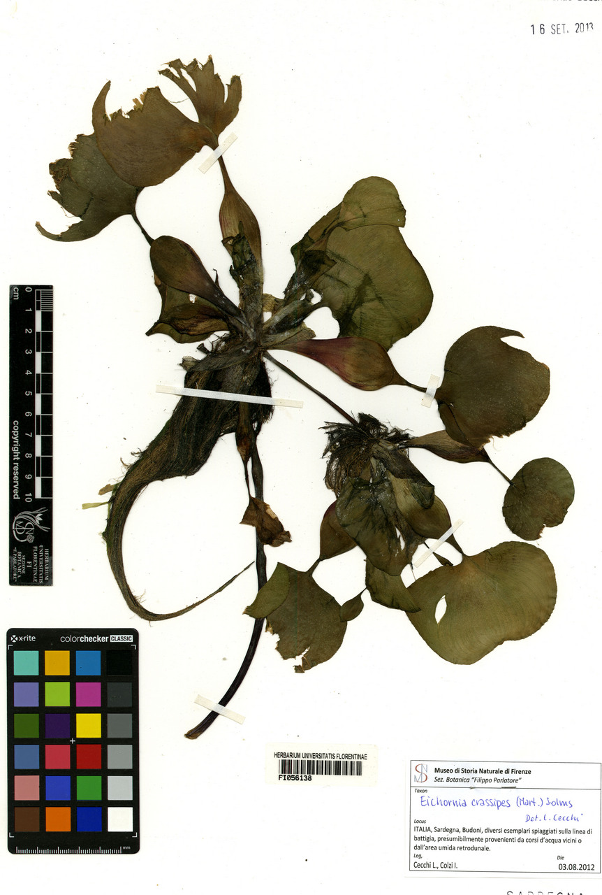 Eichhornia crassipes - campione, Erbario Centrale Italiano - Herbarium Centrale Italicum, FI (03/08/2012)