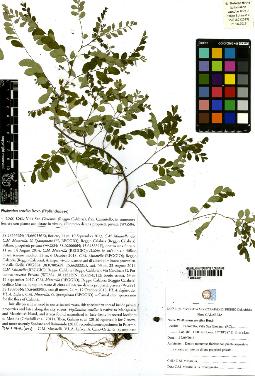 Phyllanthus tenellus - campione, Erbario Centrale Italiano - Herbarium Centrale Italicum, FI (19/09/2013)