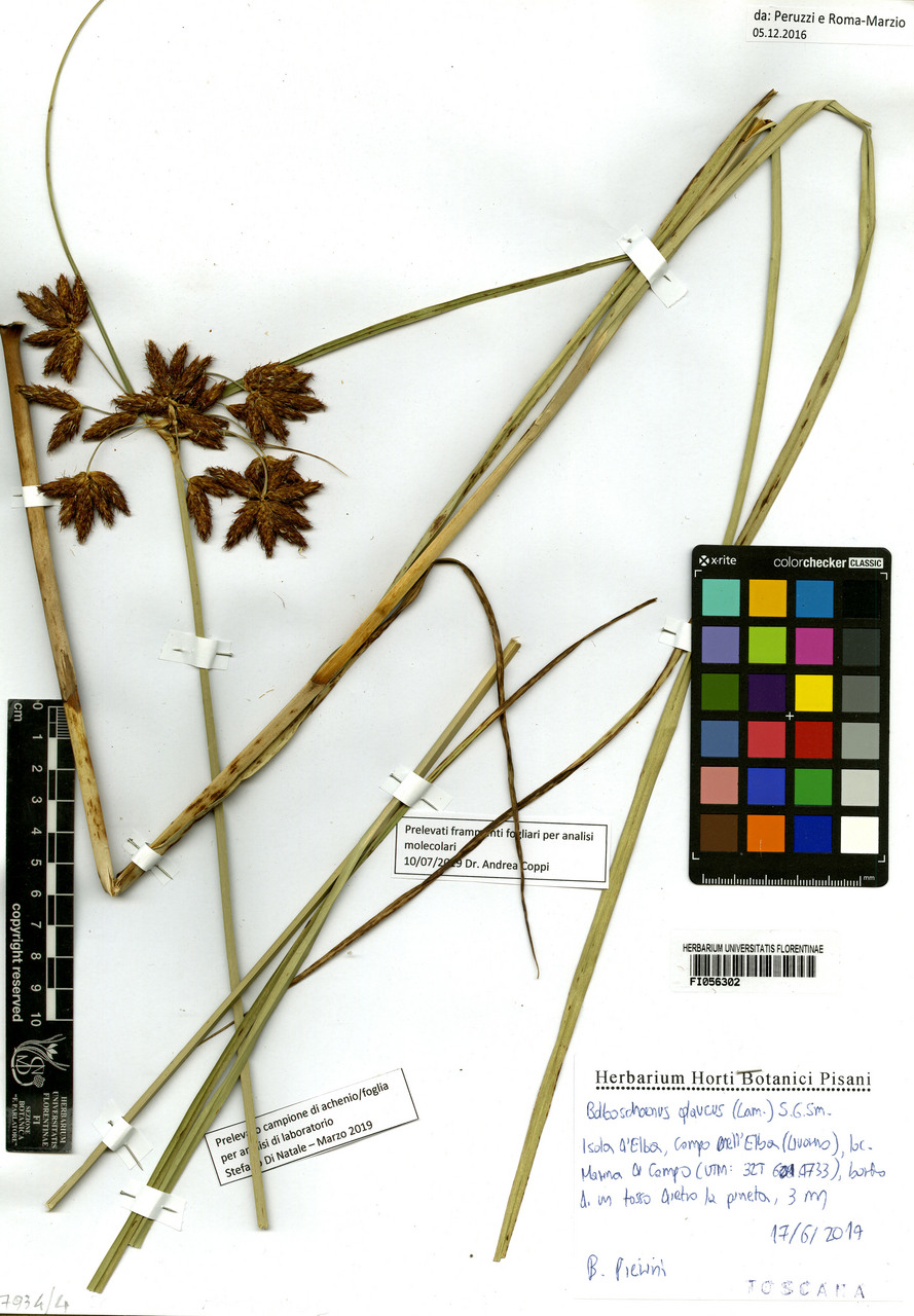 Bolboschoenus glaucus - campione, Erbario Centrale Italiano - Herbarium Centrale Italicum, FI (17/06/2014)