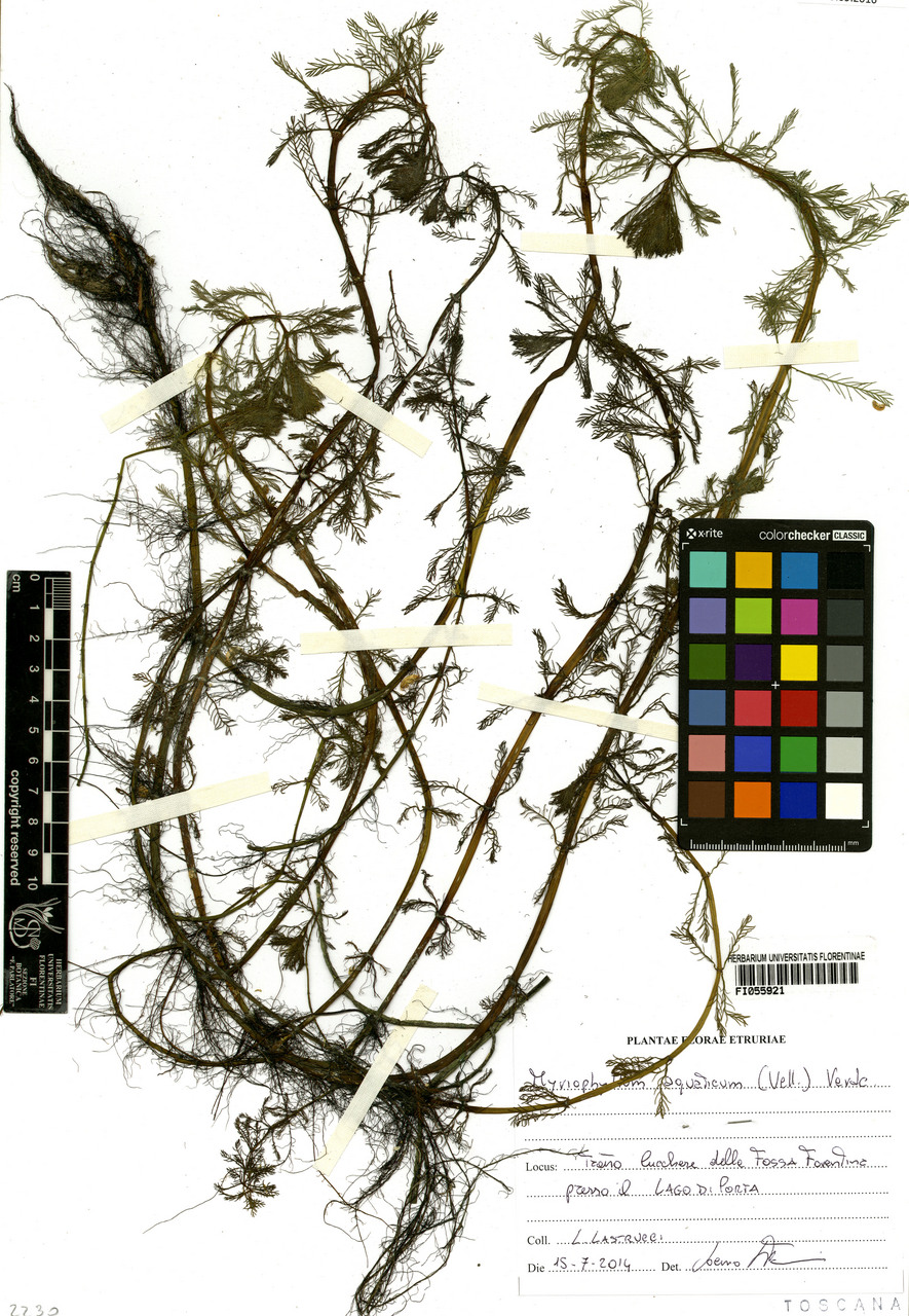 Myriophyllum aquaticum - campione, Erbario Centrale Italiano - Herbarium Centrale Italicum, FI (15/07/2014)