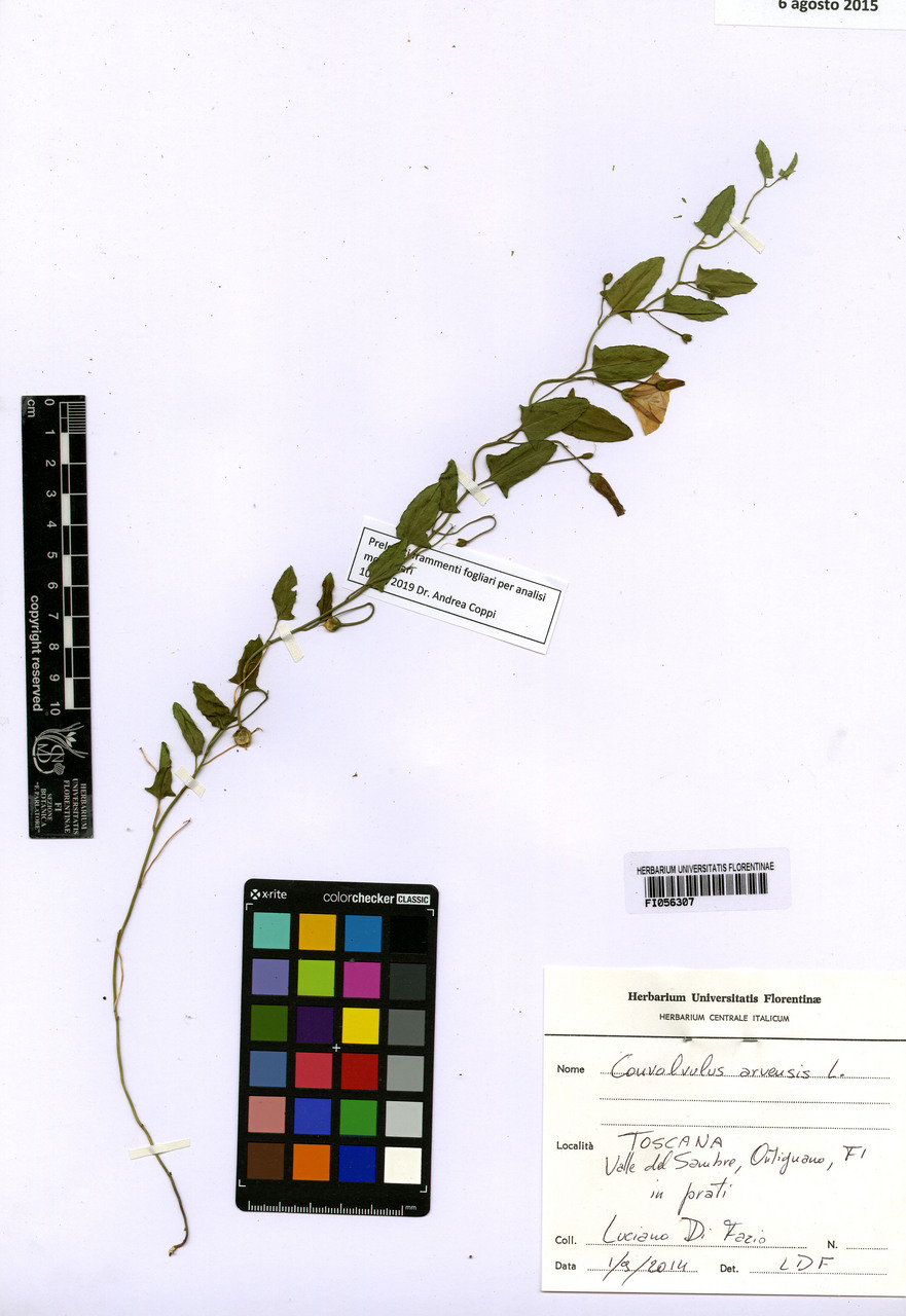 Convolvulus arvensis - campione, Erbario Centrale Italiano - Herbarium Centrale Italicum, FI (01/09/2014)