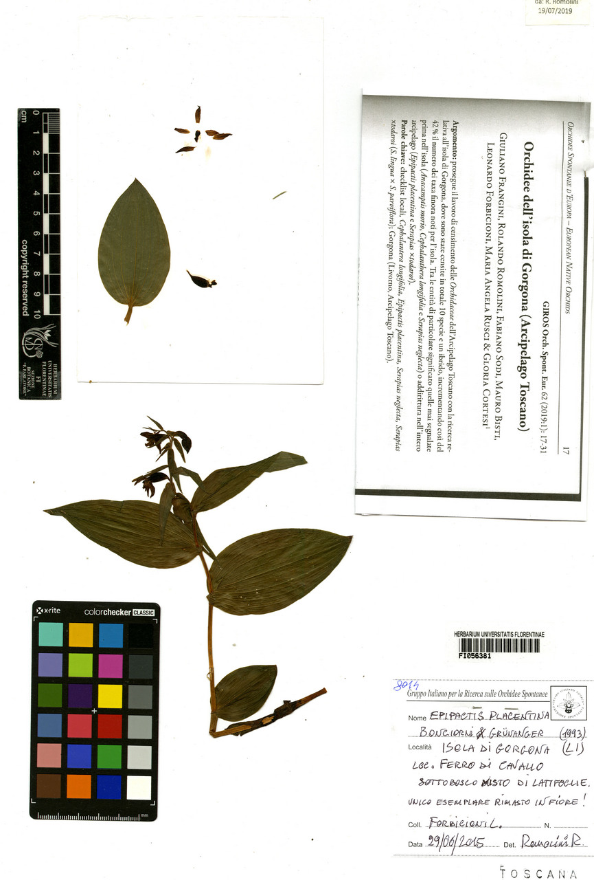 Epipactis placentina - campione, Erbario Centrale Italiano - Herbarium Centrale Italicum, FI (29/06/2015)