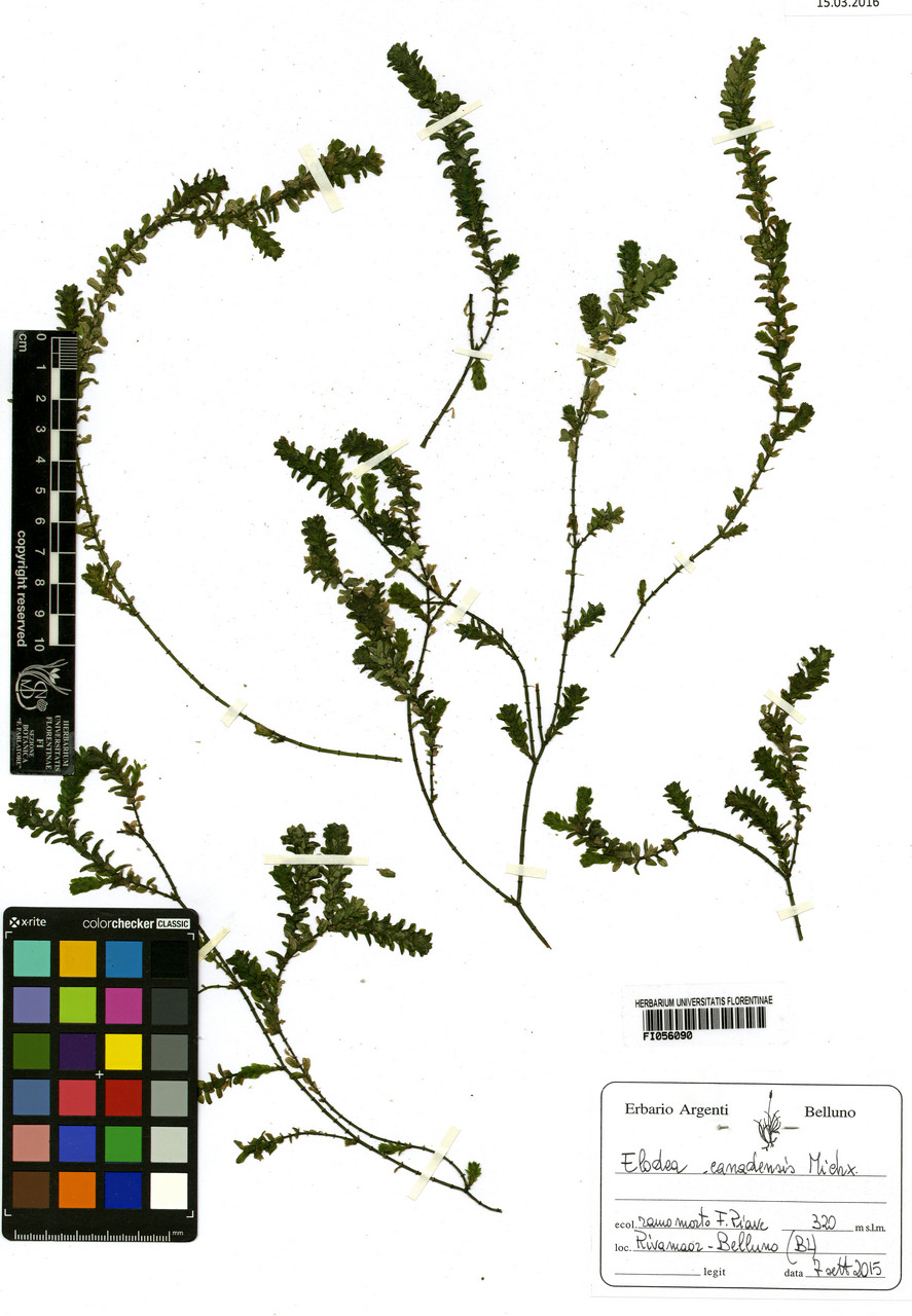 Elodea canadensis - campione, Erbario Centrale Italiano - Herbarium Centrale Italicum, FI (07/09/2015)