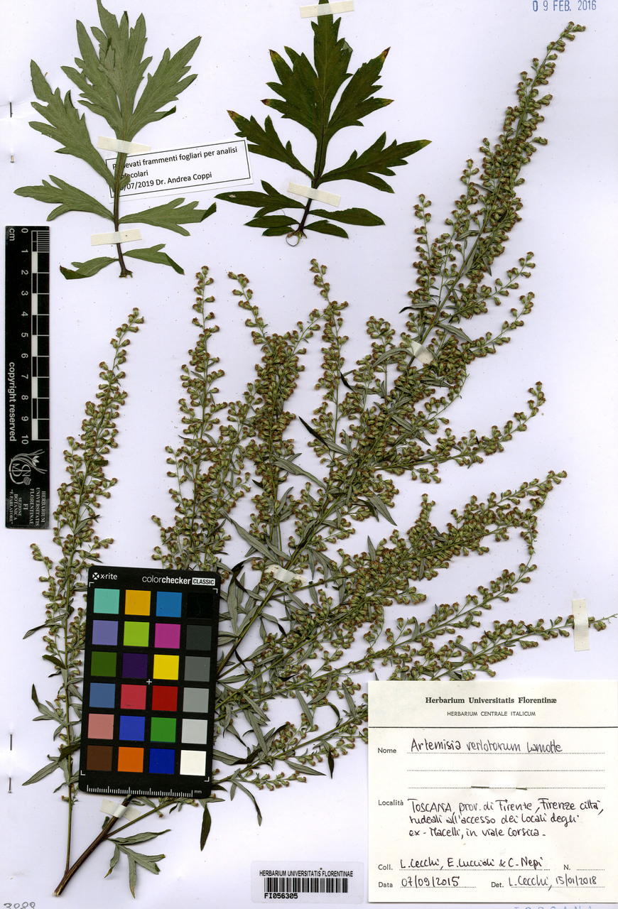 Artemisia verlotorum - campione, Erbario Centrale Italiano - Herbarium Centrale Italicum, FI (07/09/2015)