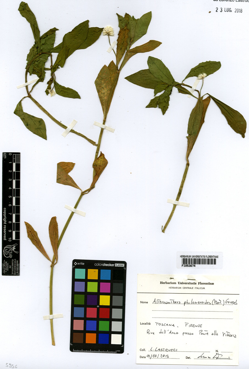 Alternanthera philoxeroides - campione, Erbario Centrale Italiano - Herbarium Centrale Italicum, FI (05/10/2015)