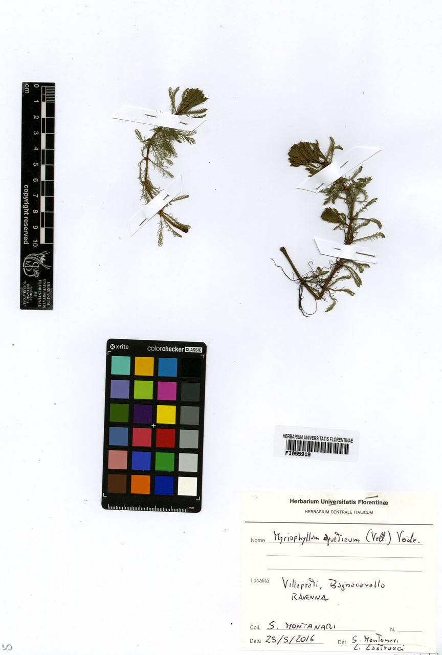 Myriophyllum aquaticum - campione, Erbario Centrale Italiano - Herbarium Centrale Italicum, FI (25/05/2016)