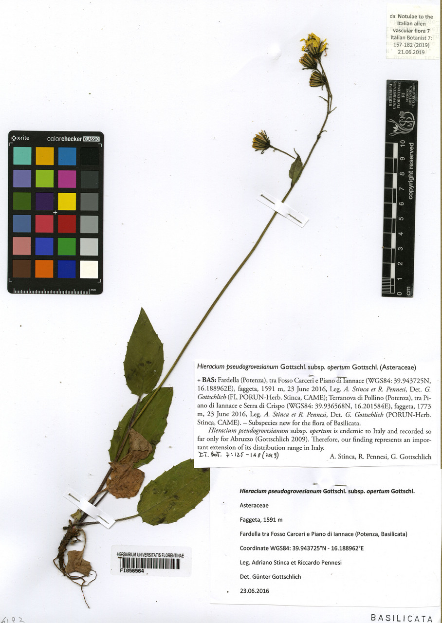 Hieracium pseudogrovesianum opertum - campione, Erbario Centrale Italiano - Herbarium Centrale Italicum, FI (23/06/2016)