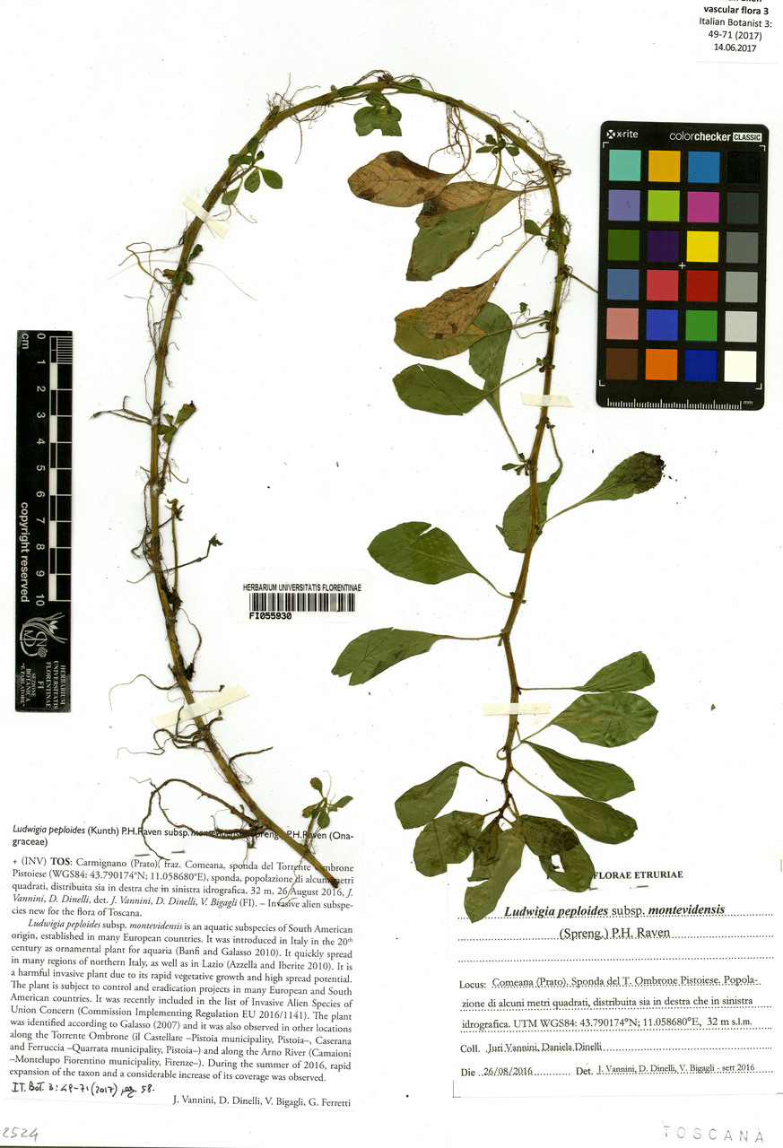 Ludwigia peploides montevidensis - campione, Erbario Centrale Italiano - Herbarium Centrale Italicum, FI (26/08/2016)