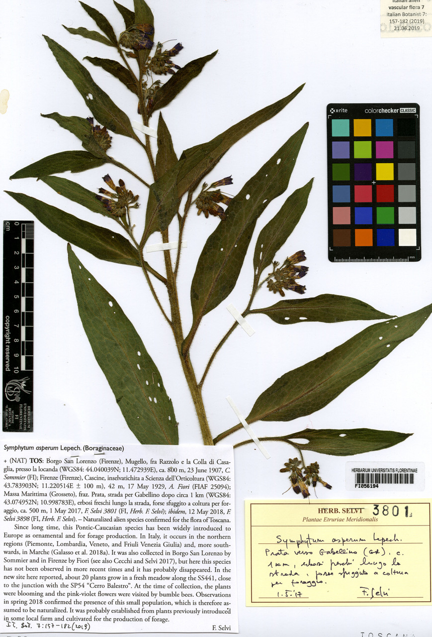 Symphytum asperum - campione, Erbario Centrale Italiano - Herbarium Centrale Italicum, FI (01/05/2017)