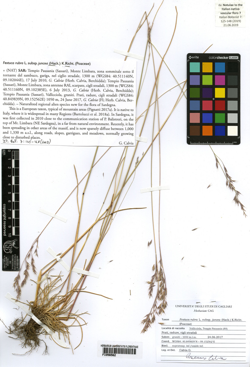 Festuca rubra juncea - campione, Erbario Centrale Italiano - Herbarium Centrale Italicum, FI (24/06/2017)