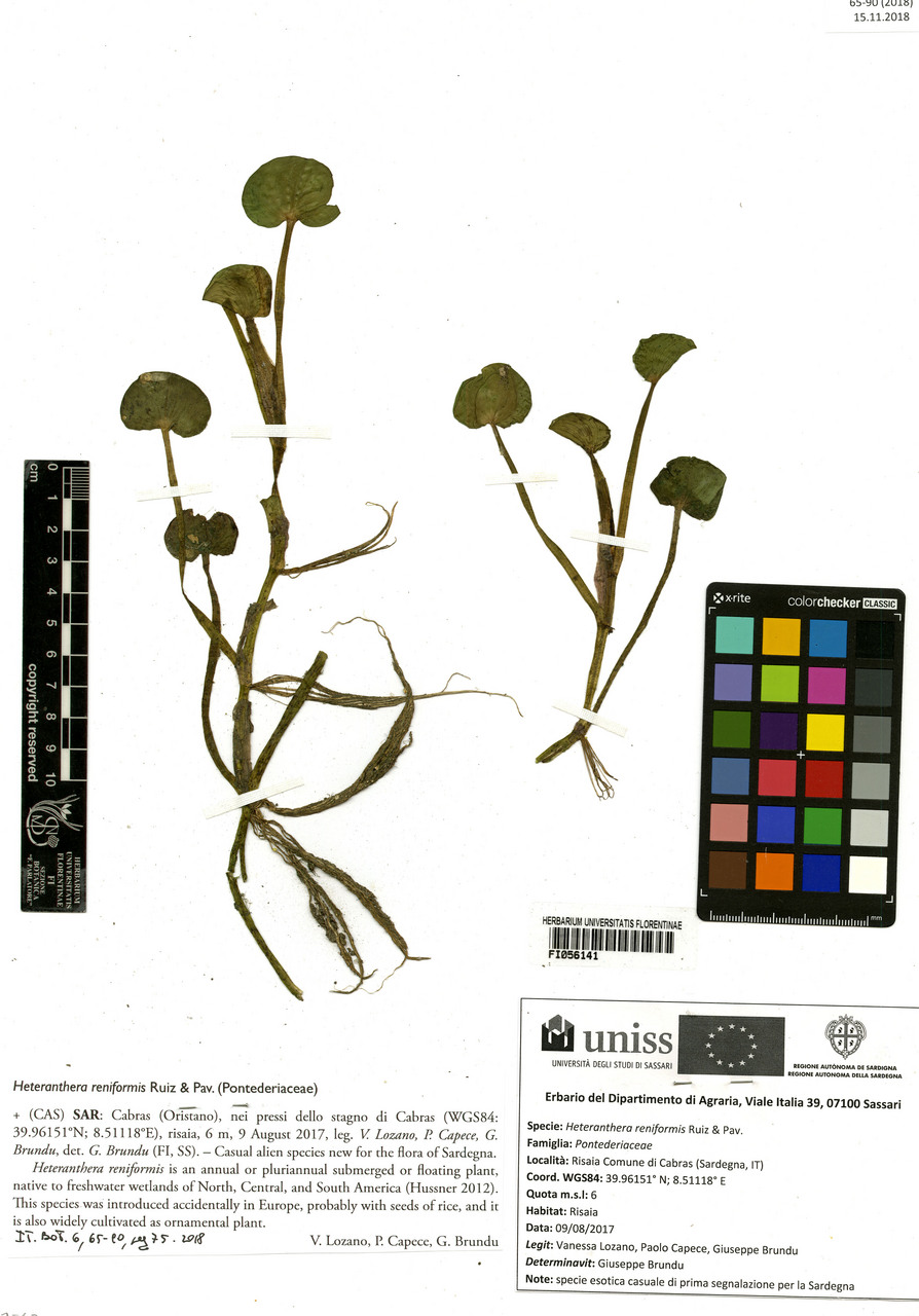 Heteranthera reniformis - campione, Erbario Centrale Italiano - Herbarium Centrale Italicum, FI (09/08/2017)