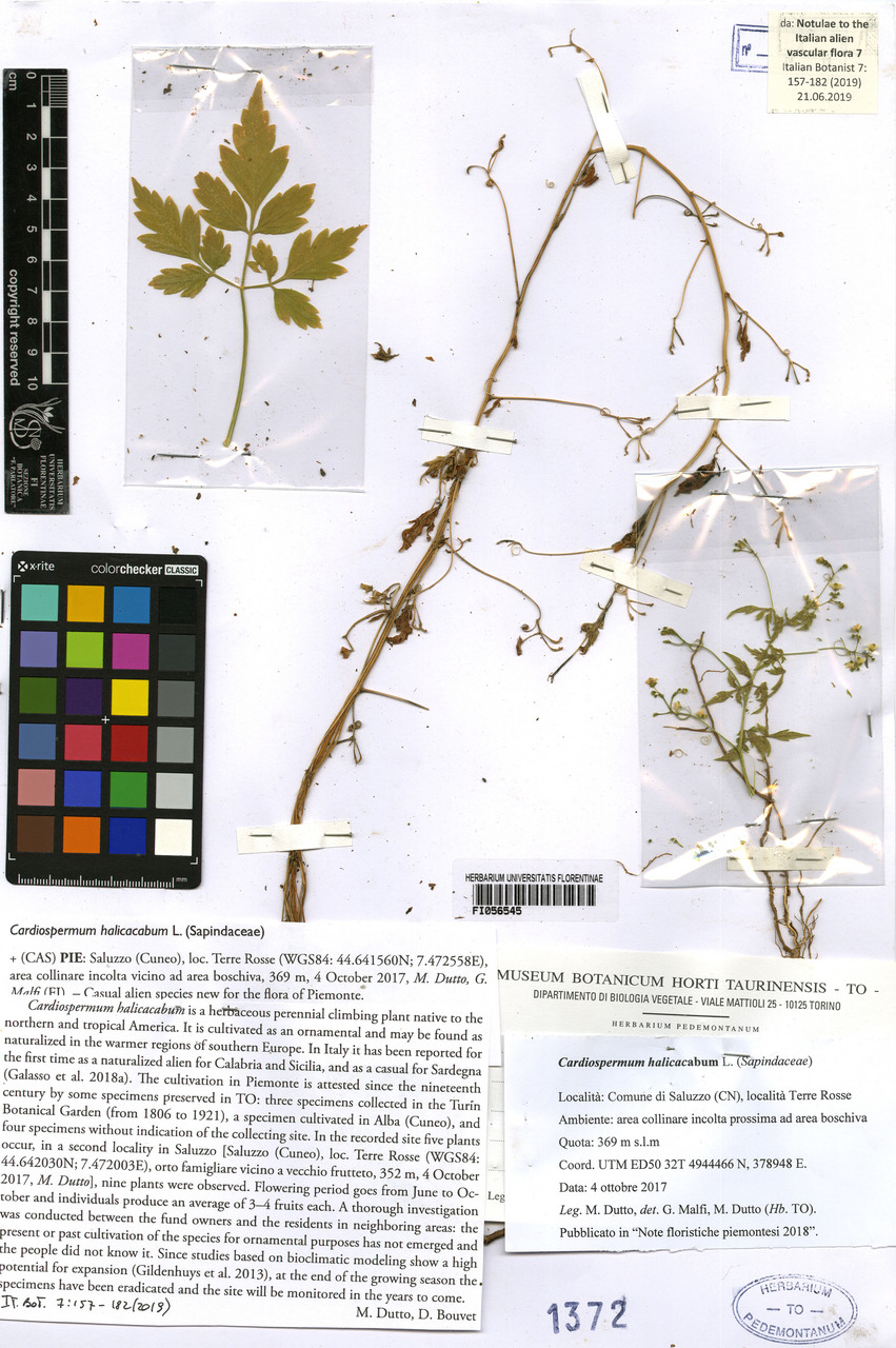 Cardiospermum halicabum - campione, Erbario Centrale Italiano - Herbarium Centrale Italicum, FI (04/10/2017)