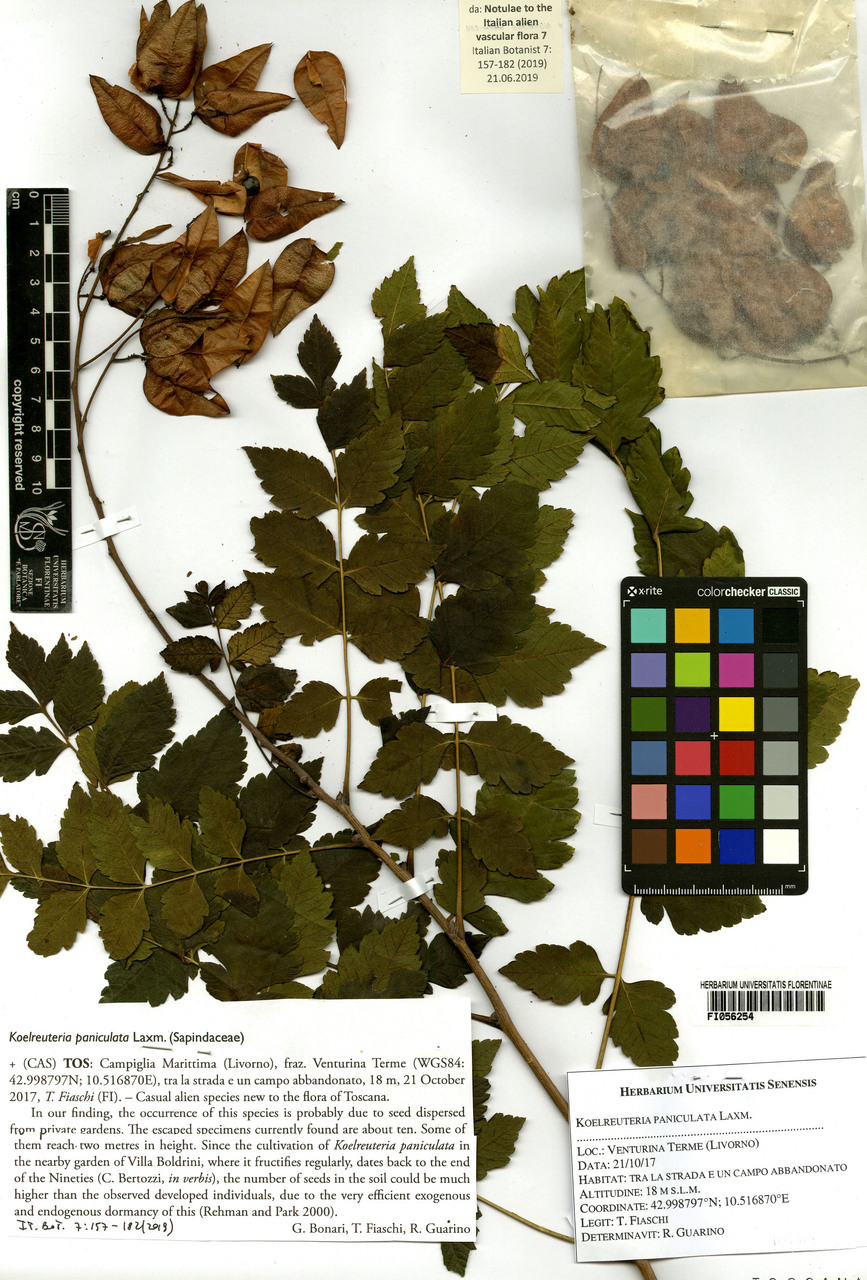 Koelreuteria paniculata - campione, Erbario Centrale Italiano - Herbarium Centrale Italicum, FI (21/10/2017)