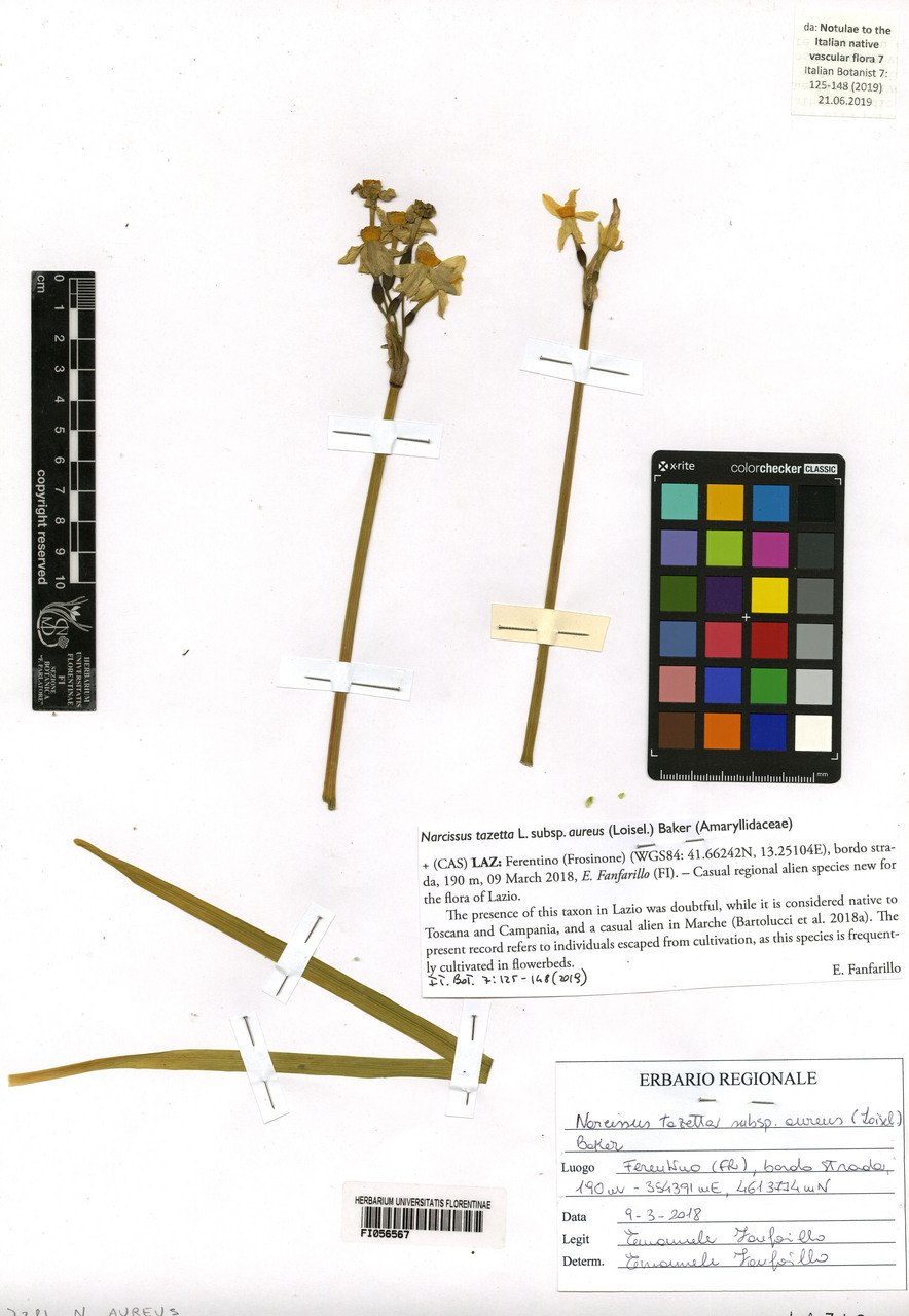 Narcissus aureus - campione, Erbario Centrale Italiano - Herbarium Centrale Italicum, FI (09/03/2018)