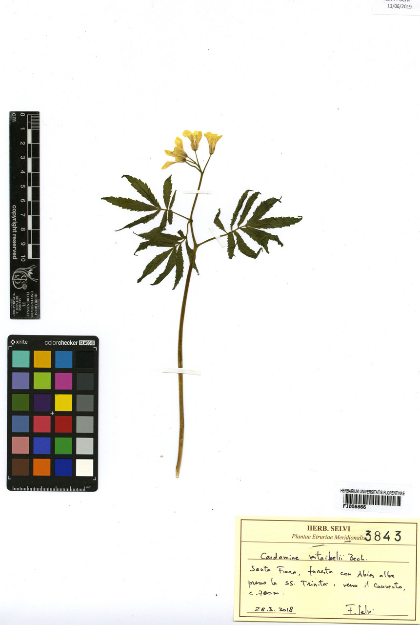 Cardamine kitaibelii - campione, Erbario Centrale Italiano - Herbarium Centrale Italicum, FI (28/03/2018)