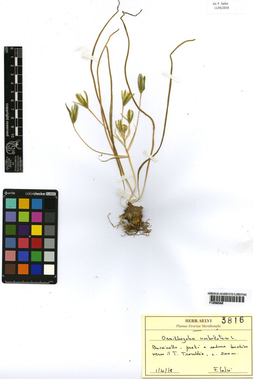 Ornithogalum umbellatum - campione, Erbario Centrale Italiano - Herbarium Centrale Italicum, FI (01/04/2018)