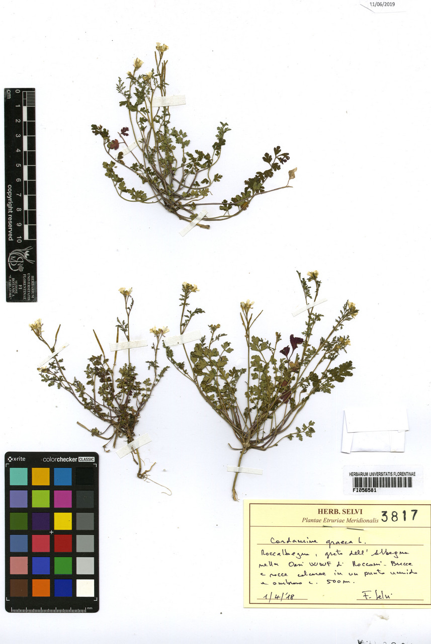 Cardamine graeca - campione, Erbario Centrale Italiano - Herbarium Centrale Italicum, FI (01/04/2018)