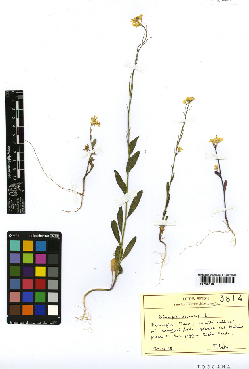 Sinapis arvensis - campione, Erbario Centrale Italiano - Herbarium Centrale Italicum, FI (29/04/2018)