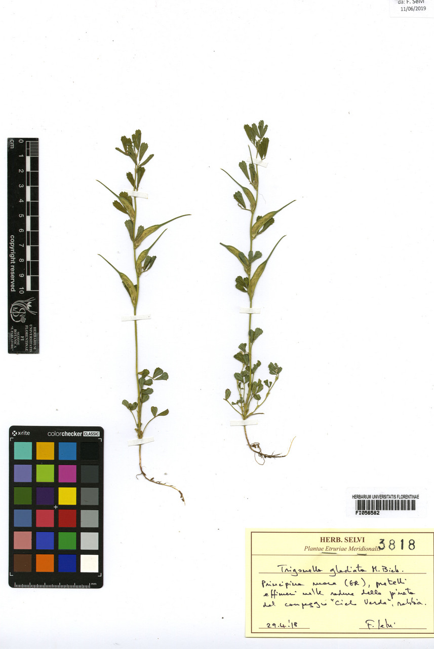 Trigonella gladiata - campione, Erbario Centrale Italiano - Herbarium Centrale Italicum, FI (29/04/2018)