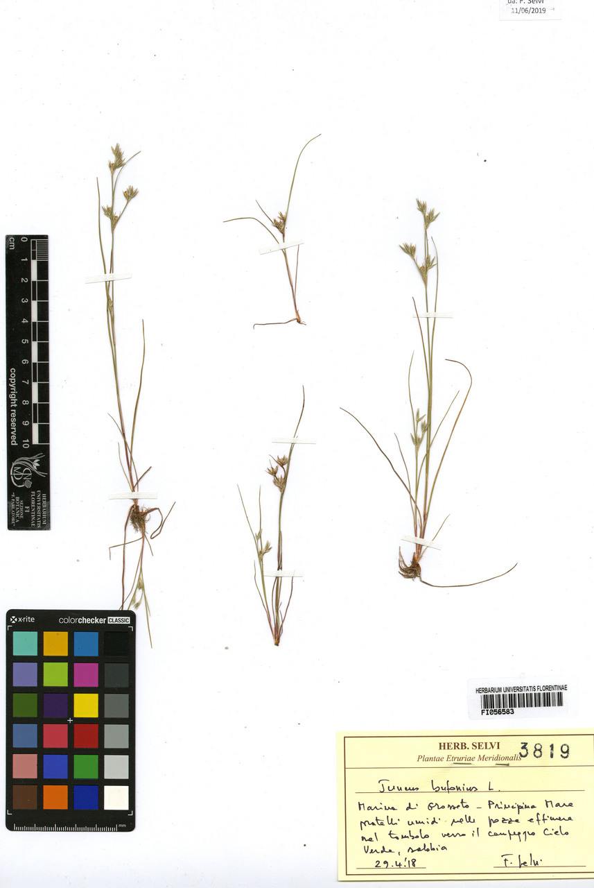 Juncus bufonius - campione, Erbario Centrale Italiano - Herbarium Centrale Italicum, FI (29/04/2018)