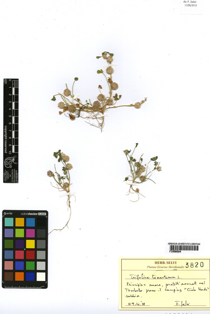 Trifolium tomentosum - campione, Erbario Centrale Italiano - Herbarium Centrale Italicum, FI (29/04/2018)