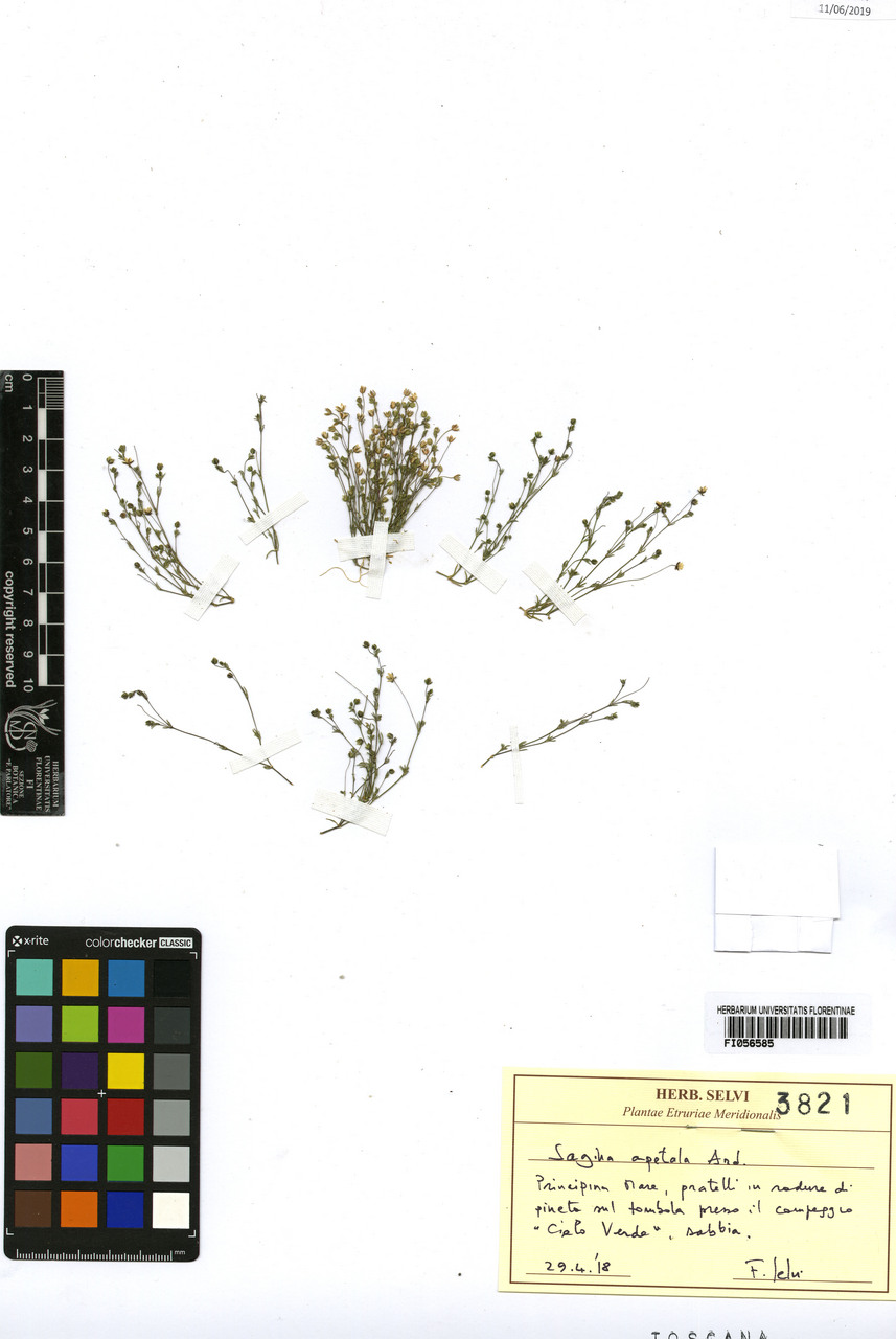 Sagina apetala - campione, Erbario Centrale Italiano - Herbarium Centrale Italicum, FI (29/04/2018)