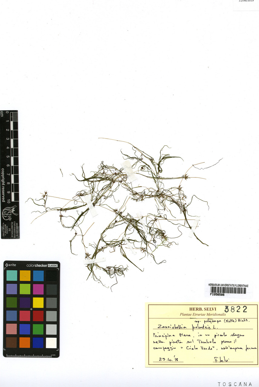 Zannichellia palustris polycarpa - campione, Erbario Centrale Italiano - Herbarium Centrale Italicum, FI (29/04/2018)