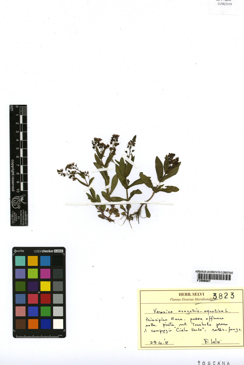 Veronica anagallis-aquatica - campione, Erbario Centrale Italiano - Herbarium Centrale Italicum, FI (29/04/2018)