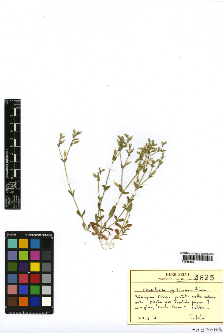 Cerastium glutinosum - campione, Erbario Centrale Italiano - Herbarium Centrale Italicum, FI (29/04/2018)