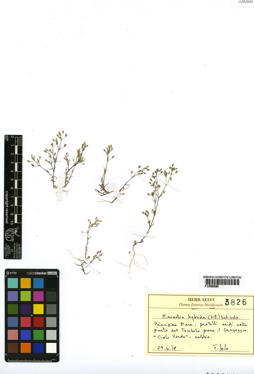 Minuartia hybrida - campione, Erbario Centrale Italiano - Herbarium Centrale Italicum, FI (29/04/2018)