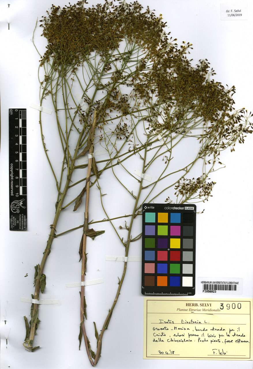 Isatis tinctoria - campione, Erbario Centrale Italiano - Herbarium Centrale Italicum, FI (30/04/2018)