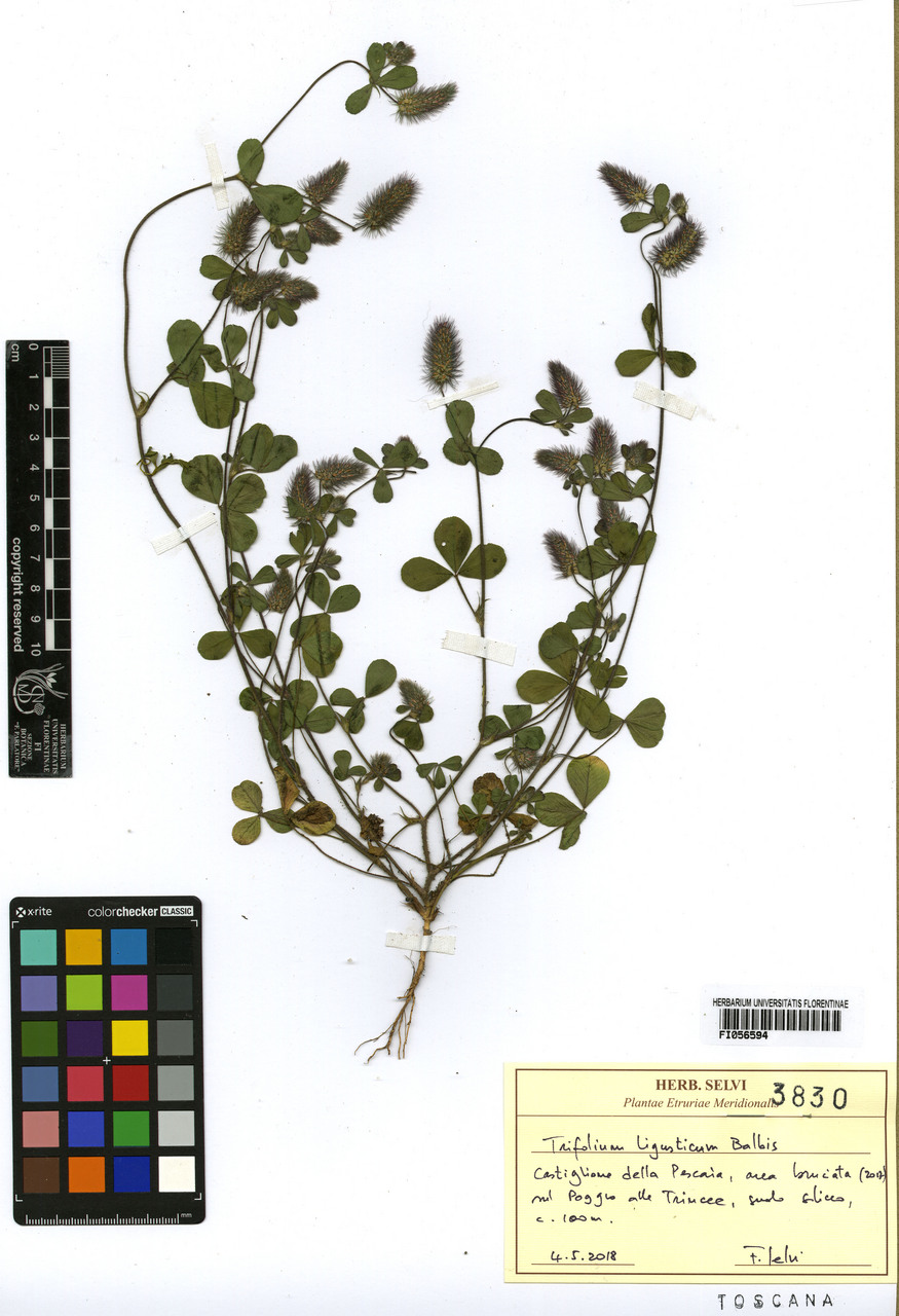 Trifolium ligusticum - campione, Erbario Centrale Italiano - Herbarium Centrale Italicum, FI (04/05/2018)