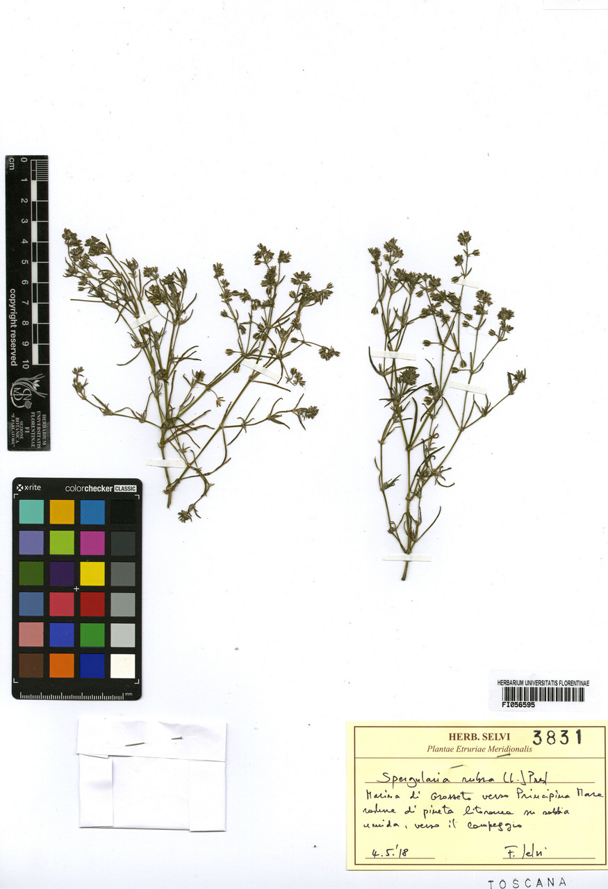 Spergularia rubra - campione, Erbario Centrale Italiano - Herbarium Centrale Italicum, FI (04/05/2018)