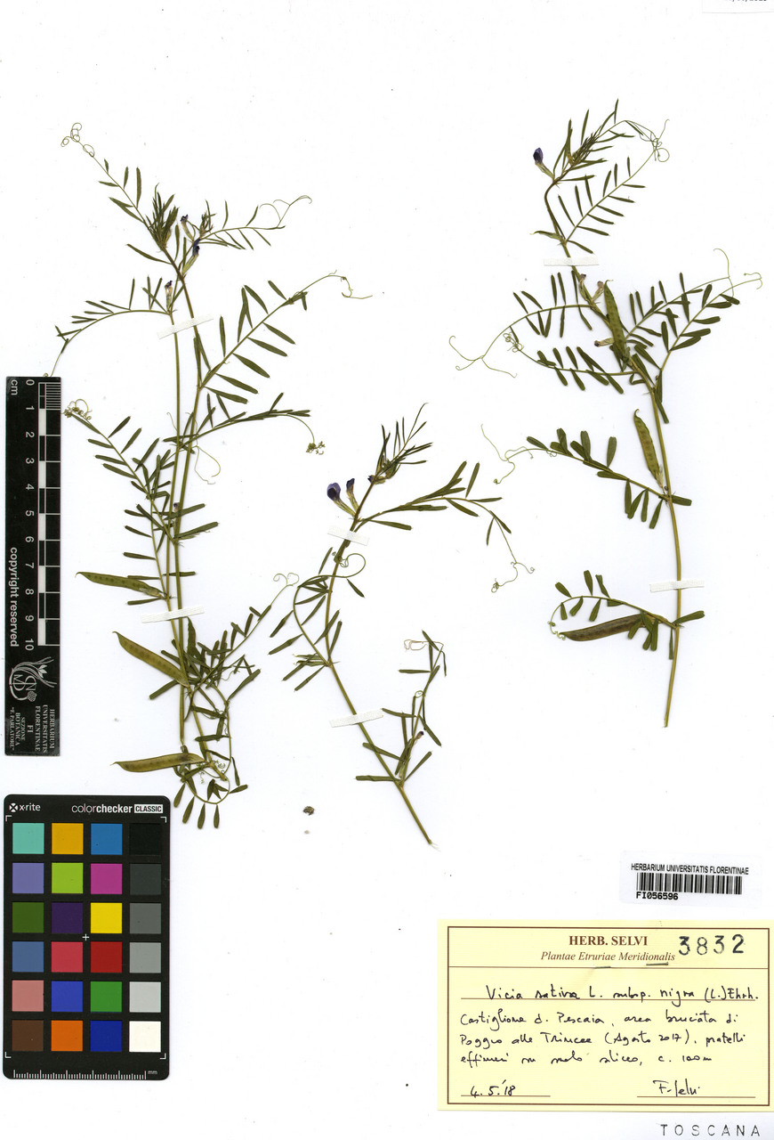 Vicia sativa nigra - campione, Erbario Centrale Italiano - Herbarium Centrale Italicum, FI (04/05/2018)