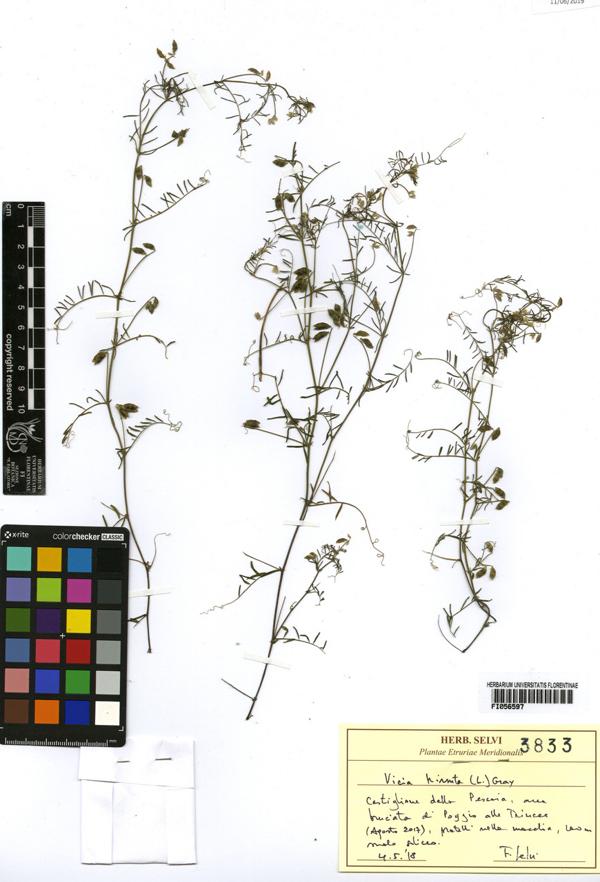 Vicia hirsuta - campione, Erbario Centrale Italiano - Herbarium Centrale Italicum, FI (04/05/2018)