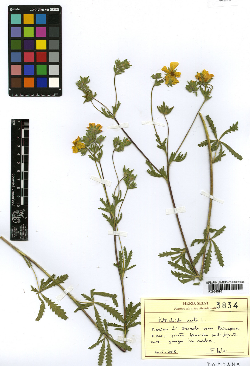 Potentilla recta - campione, Erbario Centrale Italiano - Herbarium Centrale Italicum, FI (04/05/2018)