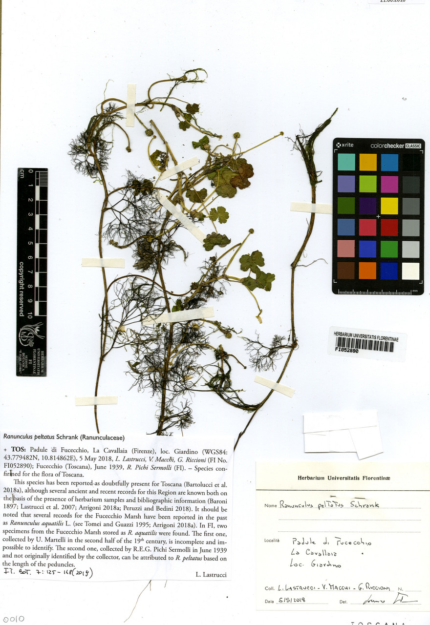 Ranunculus peltatus - campione, Erbario Centrale Italiano - Herbarium Centrale Italicum, FI (05/05/2018)