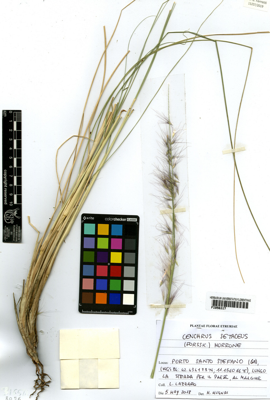 Cenchrus setaceus - campione, Erbario Centrale Italiano - Herbarium Centrale Italicum, FI (05/05/2018)