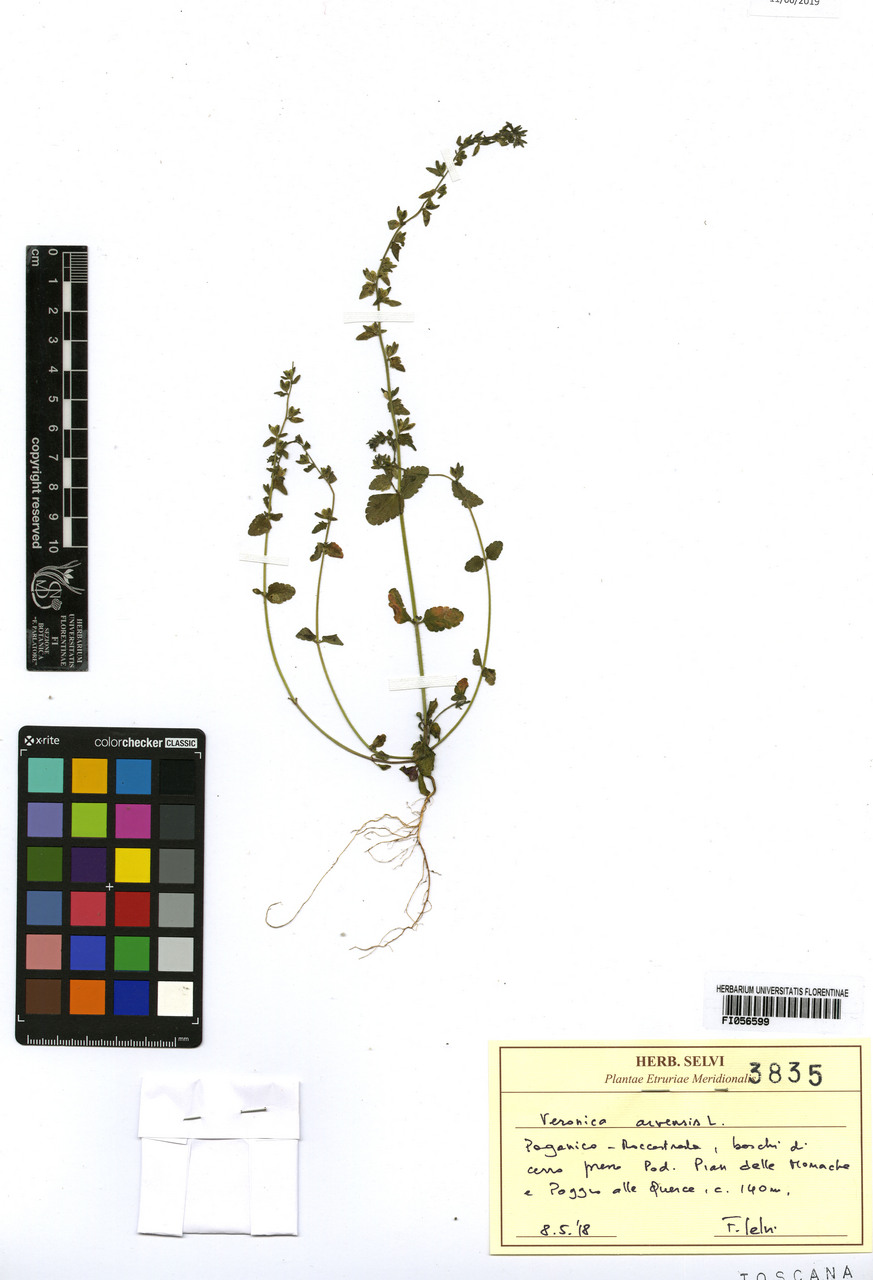 Veronica arvensis - campione, Erbario Centrale Italiano - Herbarium Centrale Italicum, FI (08/05/2018)