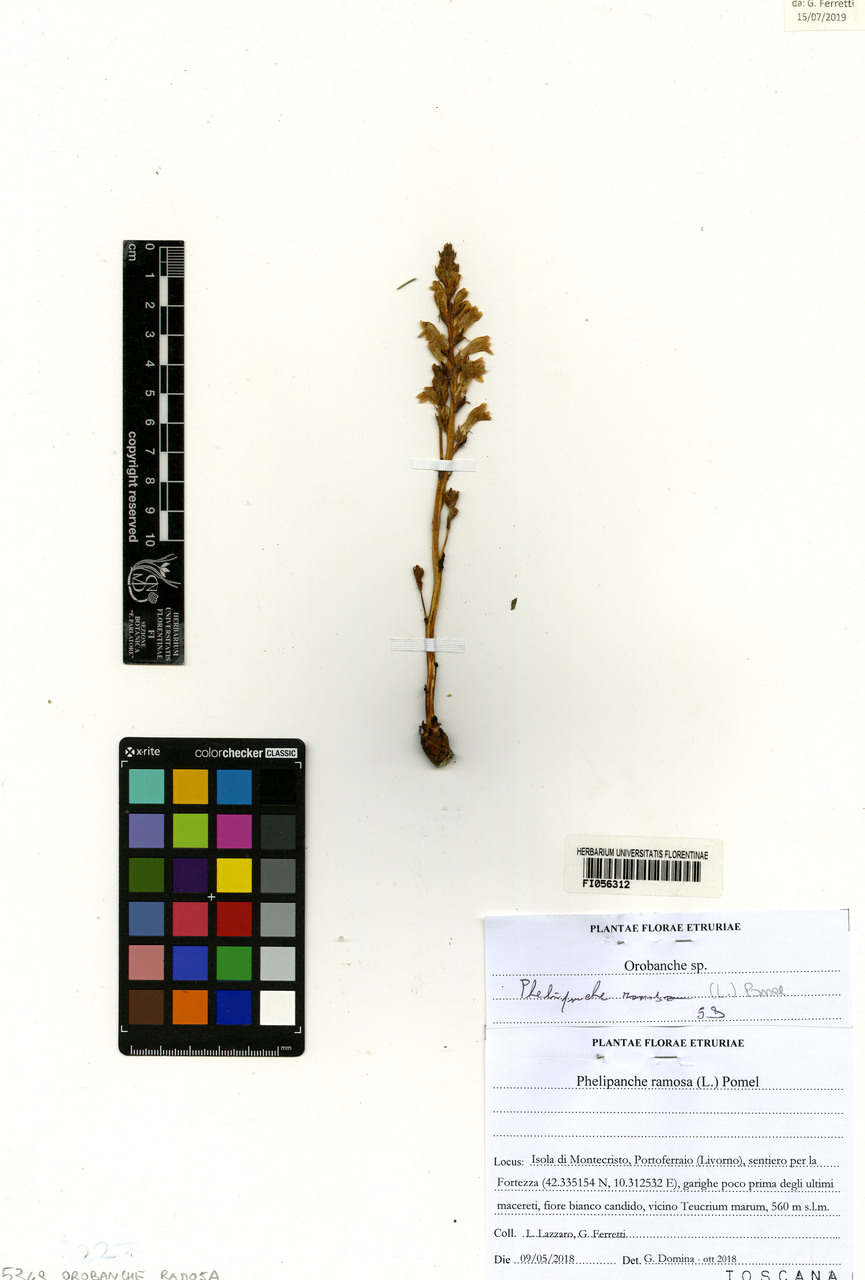 Orobanche ramosa - campione, Erbario Centrale Italiano - Herbarium Centrale Italicum, FI (09/05/2018)