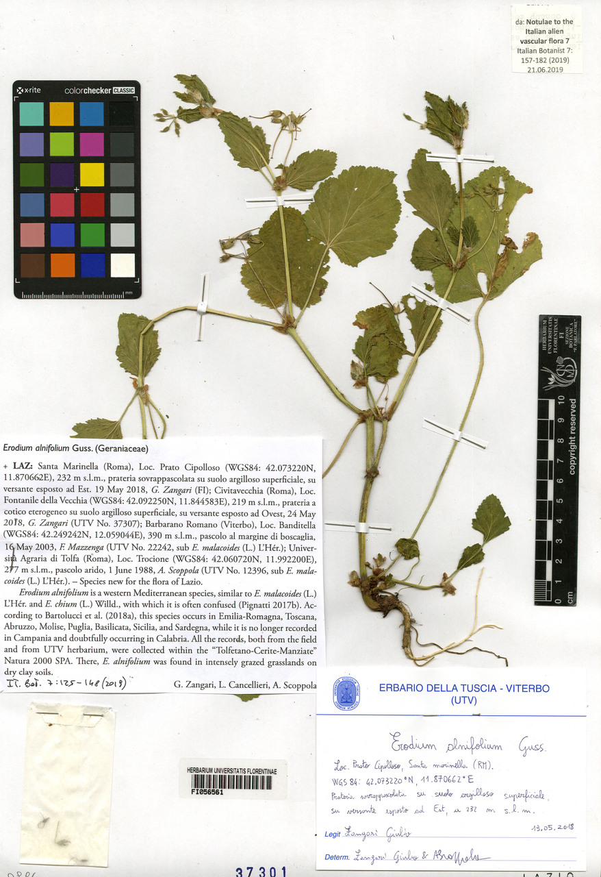 Erodium alnifolium - campione, Erbario Centrale Italiano - Herbarium Centrale Italicum, FI (09/05/2018)