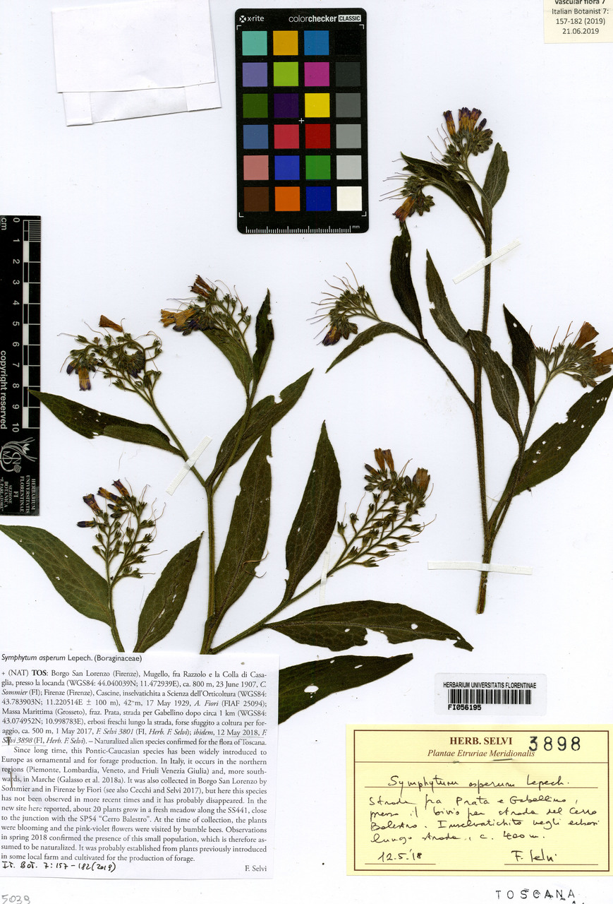 Symphytum asperum - campione, Erbario Centrale Italiano - Herbarium Centrale Italicum, FI (12/05/2018)